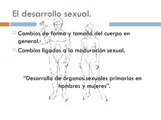 El desarrollo sexual.  Cambios de forma y tamaño del cuerpo en general. Cambios ligados a la maduración sexual. “ Desarrollo de órganos sexuales primarios en hombres y mujeres”.  