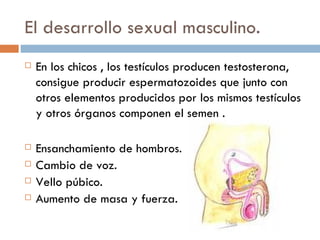 El desarrollo sexual masculino. En los chicos , los testículos producen testosterona, consigue producir espermatozoides que junto con otros elementos producidos por los mismos testículos y otros órganos componen el semen .  Ensanchamiento de hombros. Cambio de voz. Vello púbico. Aumento de masa y fuerza.  