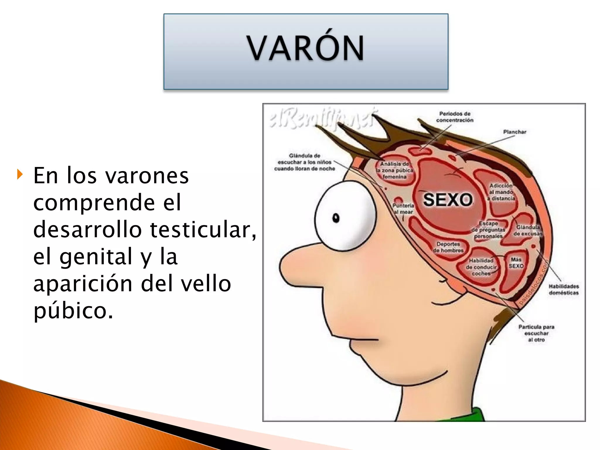 En los varones comprende el desarrollo testicular, el genital y la aparición del vello púbico. 