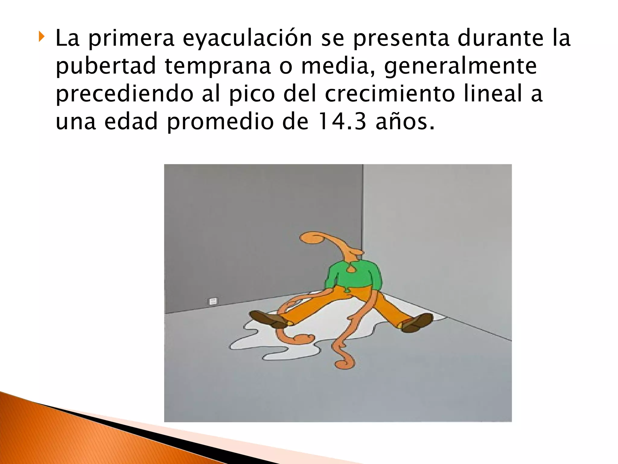 La primera eyaculación se presenta durante la pubertad temprana o media, generalmente precediendo al pico del crecimiento lineal a una edad promedio de 14.3 años. 