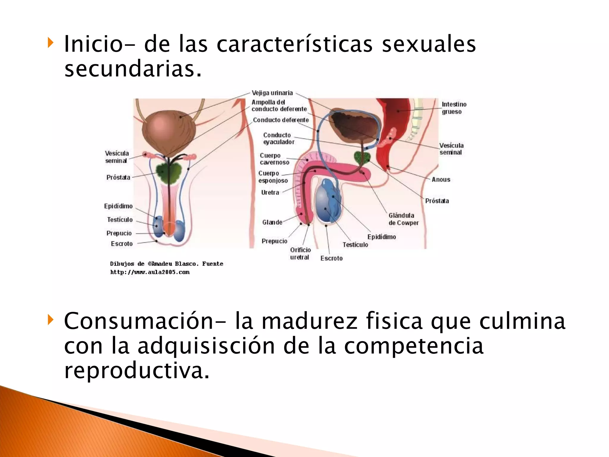 Inicio- de las características sexuales secundarias. Consumación- la madurez fisica que culmina con la adquisisción de la competencia reproductiva. 