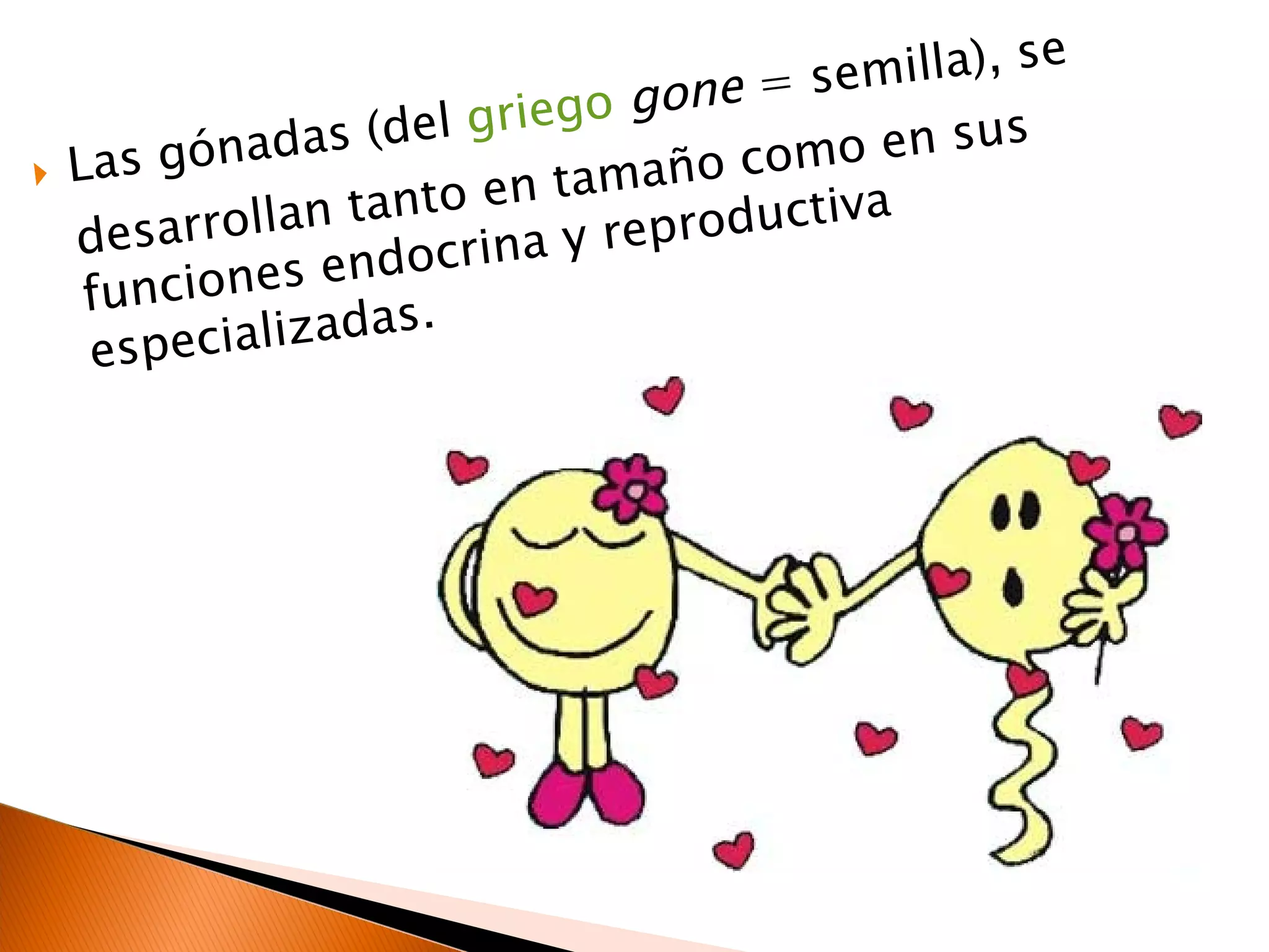 Las gónadas (del  griego   gone  = semilla), se desarrollan tanto en tamaño como en sus funciones endocrina y reproductiva especializadas. 
