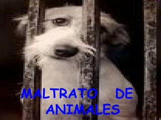 MALTRATO  DE  ANIMALES 