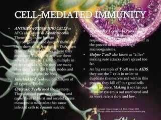 CELL-MEDIATED IMMUNITYANTIGEN-PRESENTING CELLS or APCs also know as Dendritic cells.  These cells locate foreign microorganisms and destroy them and then show their fragments.  They then flow to the lymph nodes where they encounter T cells and activate them which allows the T cell to multiply in order to attack. Once they are many they then leave the lymph nodes and travel throughout the body. Interleukin-2  leads on production of all types of T cells. Cytotoxic T cells used for memory. They also can puncture enemies and cause them to burst and second create messages to molecules that cause infected cells to commit suicide. Regulatory T cells work as a control. They monitor the immune systems response so it doesn’t damage itself in the process of killing foreign microorganisms. Helper T cell  also know as “killer” making sure attacks don’t spread too far. An big example of T cell use is AIDS, they use the T cells in order to duplicate themselves and within this process they kill off our good cells piece by piece. Making it so that our immune system is out numbered and its work rate is slow and low. T Cells. N.d. Google Images. Google, n.d. Web. 22 Sept. 2009.      <http://biology.calthec.edu/members/maznanian/symbiotic.jpeg>