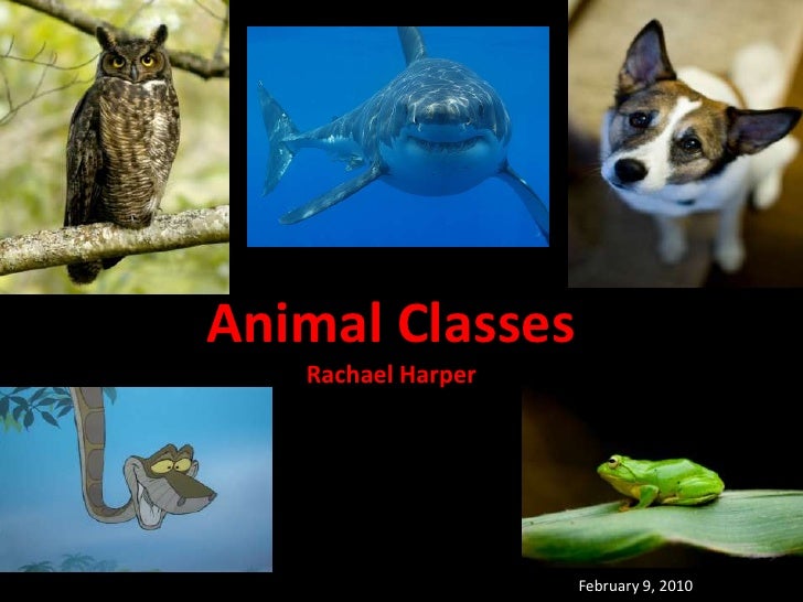 C\Users\Rachael\Documents\Winter 10\Ed 205\Pwr Pt (Animal Classes