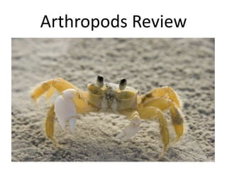 Arthropods Review
 