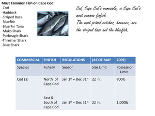 Most Common Fish on Cape Cod:
-Cod                                       Cod, Cape Cod’s namesake, is Cape Cod’s
-Haddock
...