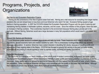 Programs, Projects, and
Organizations
  Sea Herring and Ecosystem Restoration Projects
     Herring are the cornerstone of...