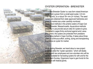 OYSTER OPERATION - BREWSTER

      The Brewster Oyster is a sea farm raised American
oyster that is grown from a small see...