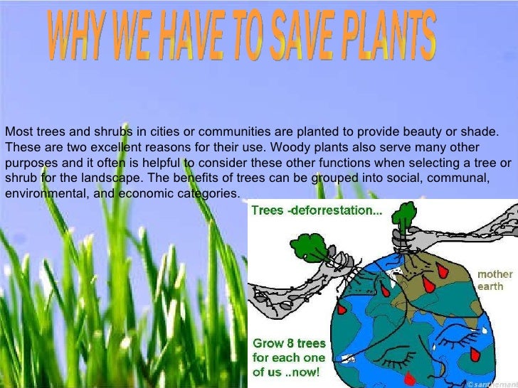 PLANT MORE TREES