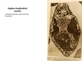 Fucales: FucusgardneriPloidy: 2NLife History: gametic meiosis forms gametes which fuse to form a 2N zygote that grows into the adult plantOther: parenchymatousthalli with apical meristemsAnatomy: meristoderm, cortex and medulla present- Receptacles (ends of blades) contain pores (small depressions) under which are conceptacles (spaces) within which are oogonia, antheridia or both