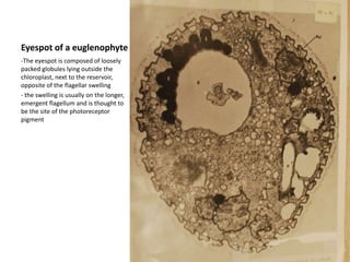 Fucales: PelvetiopsislimitataPloidy: 2NLife History: Gametic meiosis forms gametes which fuse to form a diploid zygote that grows into the adult plant