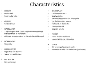 Scytosiphonales: Petalonia fasciaPloidy: N(crusts are diploid sporophytes)Life History: SporicOther: Growth is diffuse
