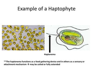 Scytosiphonales: ScytosiphonlomentariaPloidy: N (crusts are diploid sporophytes)Life History: SporicOther: growth is diffuse