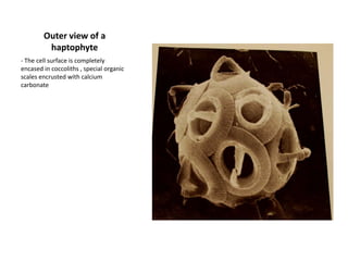 Laminariales: SaccharinalatissimaPloidy: 2N Life History: SporicHeteromorphic, with microscopic filamentous gametophytes