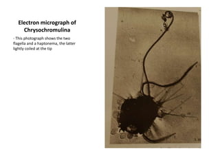 Laminariales: NereocystisluetkeanaPloidy: 2NLife History: Sporicheteromorphic with  microscopic filamentous gametophytes