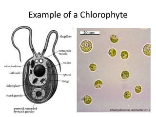 Branched or unbranched filaments