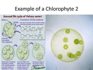 Parenchymatous or siphonousthalliREPRODUCTIONvegetative: cell division, autocolony formation, fragmentation