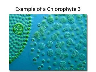 asexual: zoospores or autospores