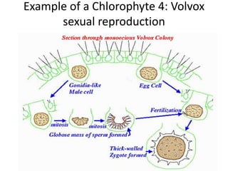 Sexual: isogamous, anisogamous or oogamous