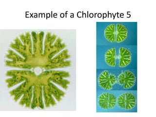 Resting stages: eukaryotic akinetes, may form thick walls and become resting sporesLIFE HISTORYZygotic
