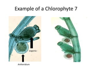 GameticCHLOROPLAST2 membrane envelopes