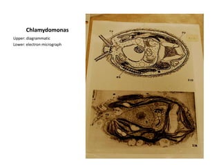 Thylakoids in stacks of several to many