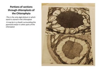 Starch is stored within the chloroplast