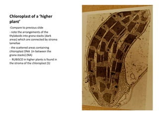 Conspicuous chloroplastsEYESPOT- Within the chloroplast but not associated with the flagella