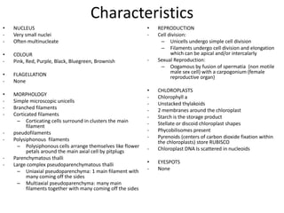 Codium fragileCoenocytic