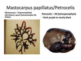  multinucleatePloidy: 2nLife History: Gametic