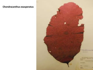 UlvalinzaParenchymatous bladeUlvaintestinalis Tubular blade formation