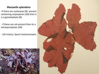 UlvalactucaParenchymatous blade formation