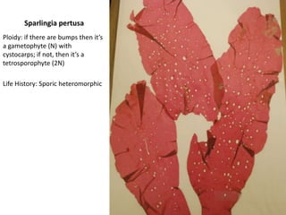 Example of a Chlorophyte