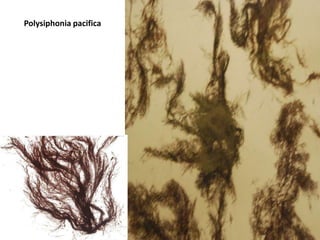 Example of a Chlorophyte 2