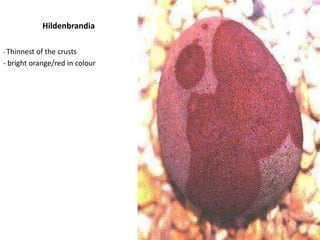 Example of a Chlorophyte 3