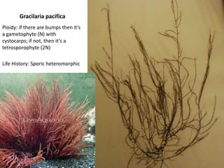 Example of a Chlorophyte 4: Volvox sexual reproduction