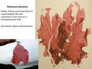 Example of a Chlorophyte 5