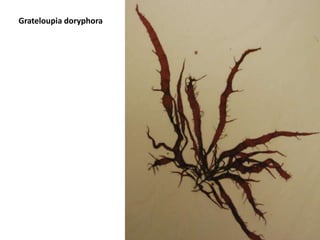 Example of a Chlorophyte 6
