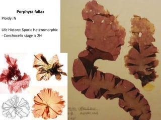 Example of a Chlorophyte 7oogoniaAntheridium