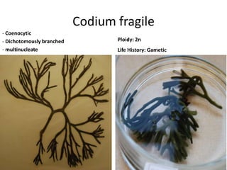 Cells are eukaryoticCOLOURGreen
