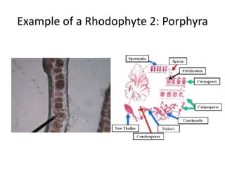 The 2 membranes of the chloroplast envelope and the scattered light areas containing fibrils of DNA