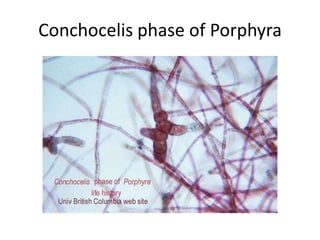 Section through the eyespot of ChlamydomonasThese eyespots may be one or several layers thick