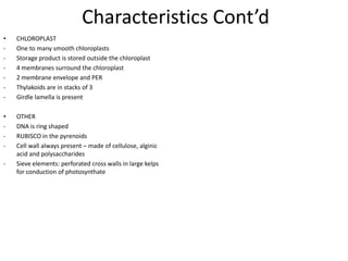 note the stacking of the thylakoidsPortions of sections through chloroplasts of the ChlorophytaThis is the only algal phylum in which starch is stored in the chloroplast