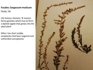 It may be in a sheath surrounding the pyrenoid and/or in other parts of the chloroplastChloroplast of a ‘higher plant’Compare to previous slide