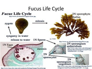 the scattered areas containing chloroplast DNA  (in between the grana stacks) (NA)