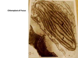  RUBISCO in higher plants is found in the stroma of the chloroplast (S)RHODOPHYTA