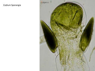 Some may be red or orangeFLAGELLATIONVegetative and reproductive cells are motile 