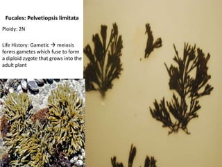 CharacteristicsNUCLEUSVery small nuclei