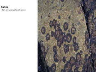 Mastocarpuspapillatus/PetrocelisMastocarpus – N (gametophyte)Life History: sporicheteromorphic life historyPetrocelis – 2N (tetrasporophyte)- Dark purple to nearly black